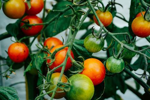 tomatoes unsplash