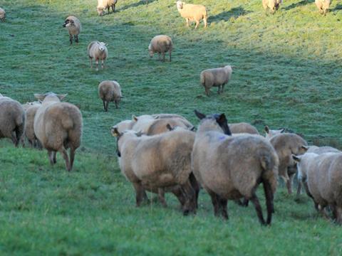 lamb sheep import