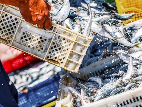 Fresh fish being unloaded by a worker on a boat