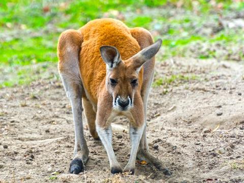 kangaroo