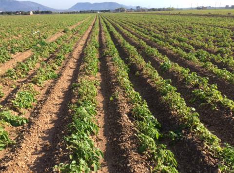 Potato field in Majorca