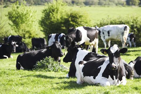 Dairy Crest cows in a field