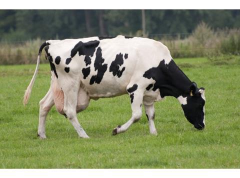 Dairy Farming 