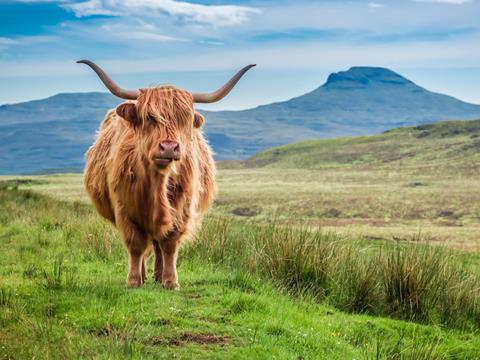 Highland cow Scotland