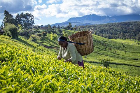 Tea farmer_credits_Rainforest Alliance