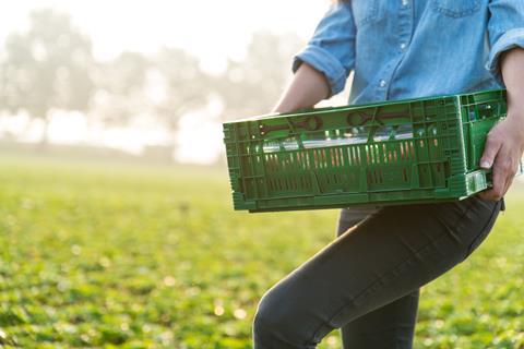 seasonal worker farmer tray of strawberries field - getty images