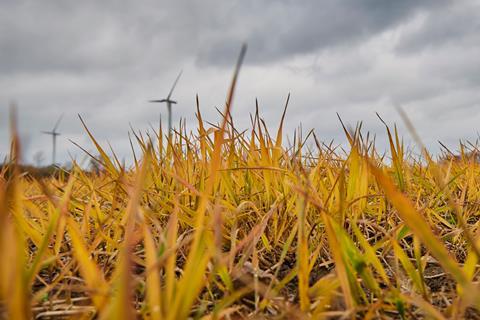 Field treated with herbicide - stock photo