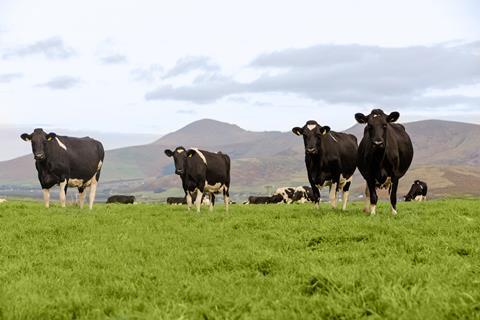 Dairy_Cows_in_lush_Green_Fields_in_Dingle_