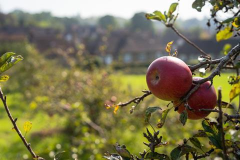 Iceland to plant urban orchards to improve access to healthy food in deprived areas