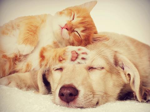 cat and dog pets