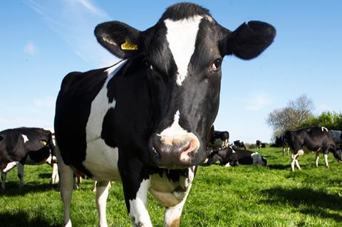 Dairy Cow