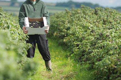 Man Holding Harvested Blackcurrants farm uk farming fruit - GettyImages-96390358