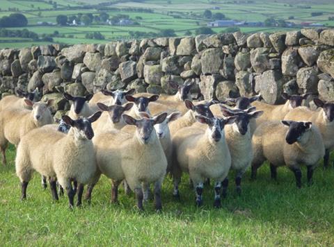 Suffolk sheep