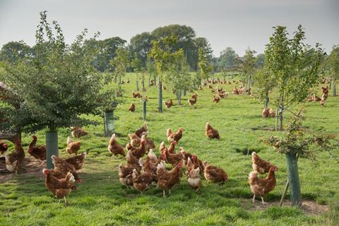 Free range hens