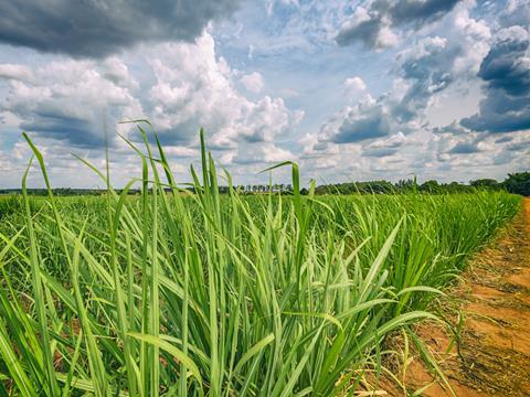 crop field