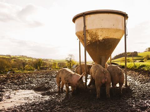 pigs feeding