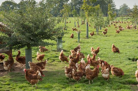 Free range hens