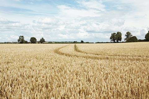 wheat field - getty