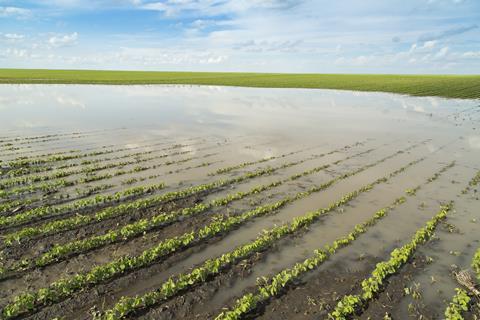 flooded field crops