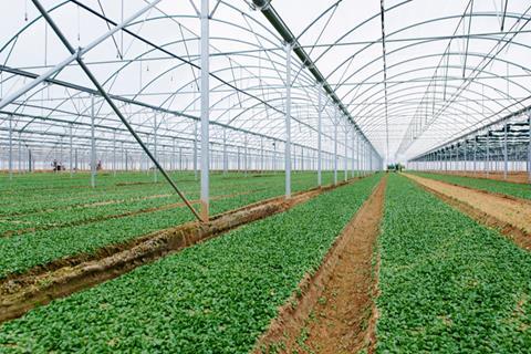 Florette polytunnel