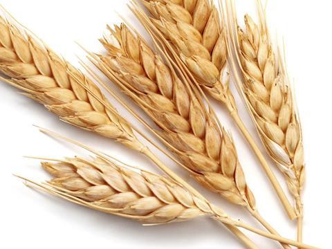 durum wheat