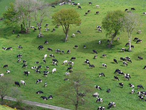 first milk dairy cows