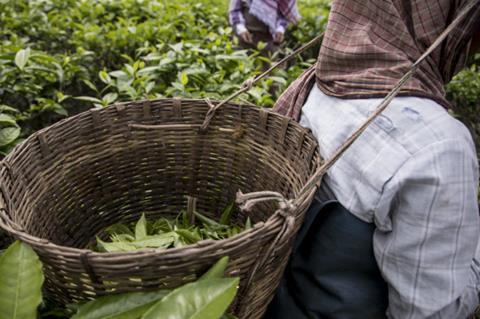 Indian tea picker