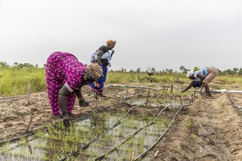 workers in a field doing irrigation in The Gambia