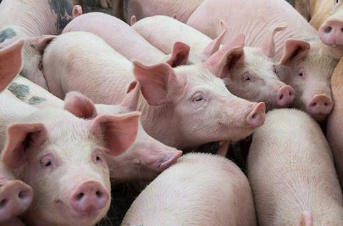 Pigs - Getty