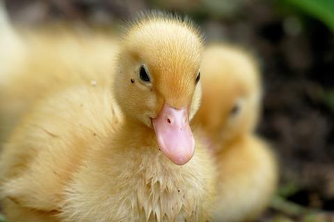 duckling unsplash