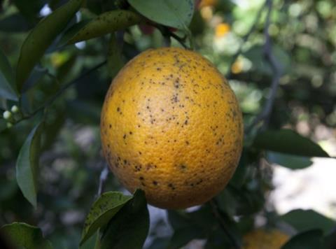 Citrus black spot disease