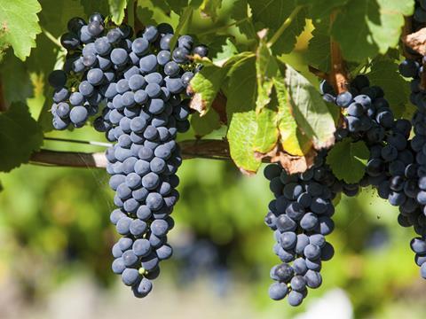 wine grapes