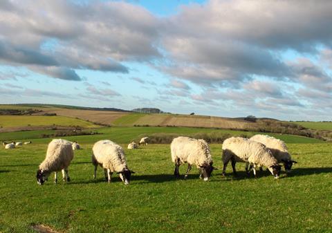 Sheep grazing field