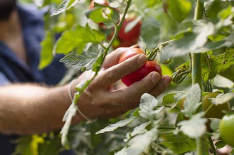 Picking tomatoes