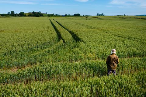 High angle view of a senior man in a field
