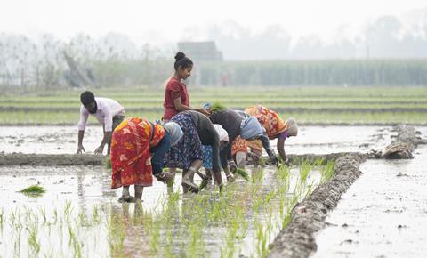 Women plant rice saplings in a paddy field in Mayong, India