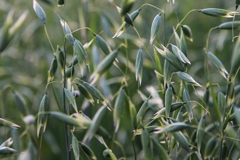 oat crop field