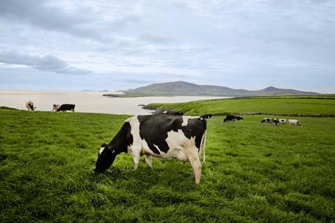 Dairy_Cows_-_grazing_in_lush_green_pastures_fields