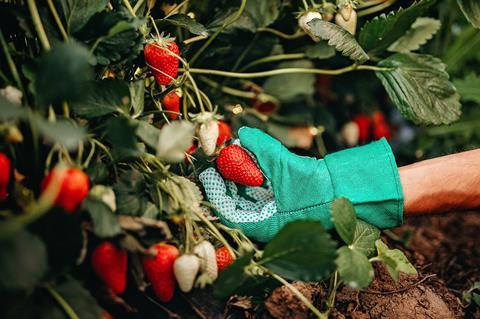 Strawberry picking