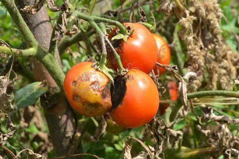 tomato crop disease