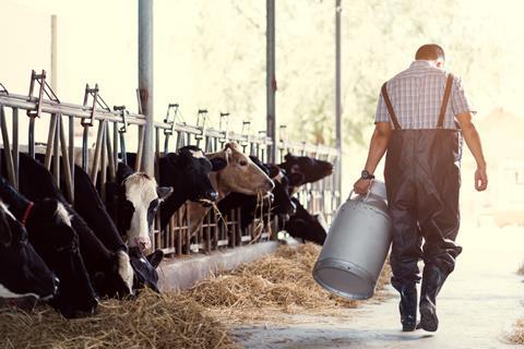 dairy farmer cows