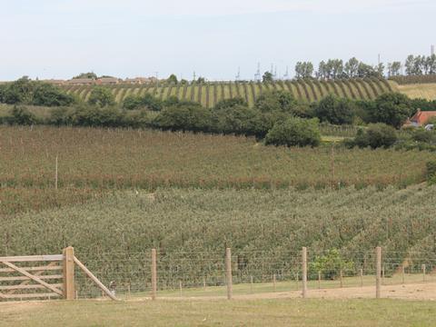 goatham orchard 