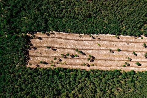 Deforestation (2)