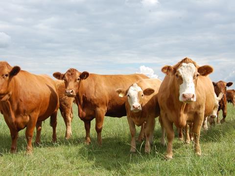 Grazing cows