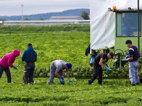 One use - migrant veg pickers