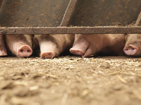 livestock farm farming pork pig