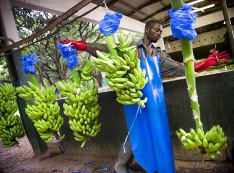 Banana Production Ghana