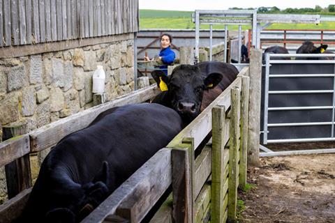Farmer with cattle in a working farm yard