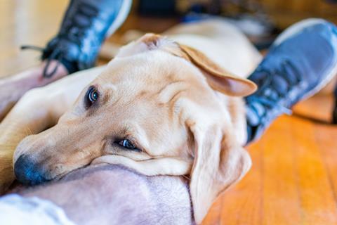 Dog-on-lap
