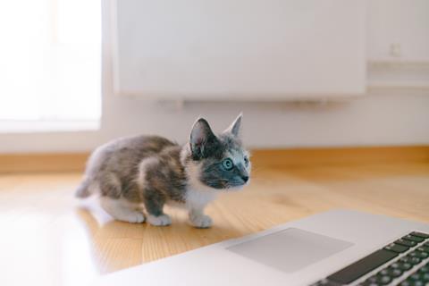 kitten-laptop